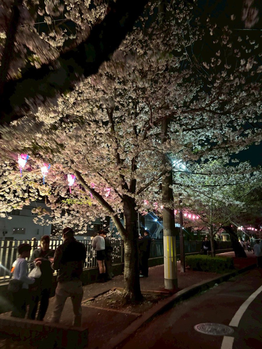 suka13814's tweet photo. 大岡川で花見 https://t.co/herh4fr3G3