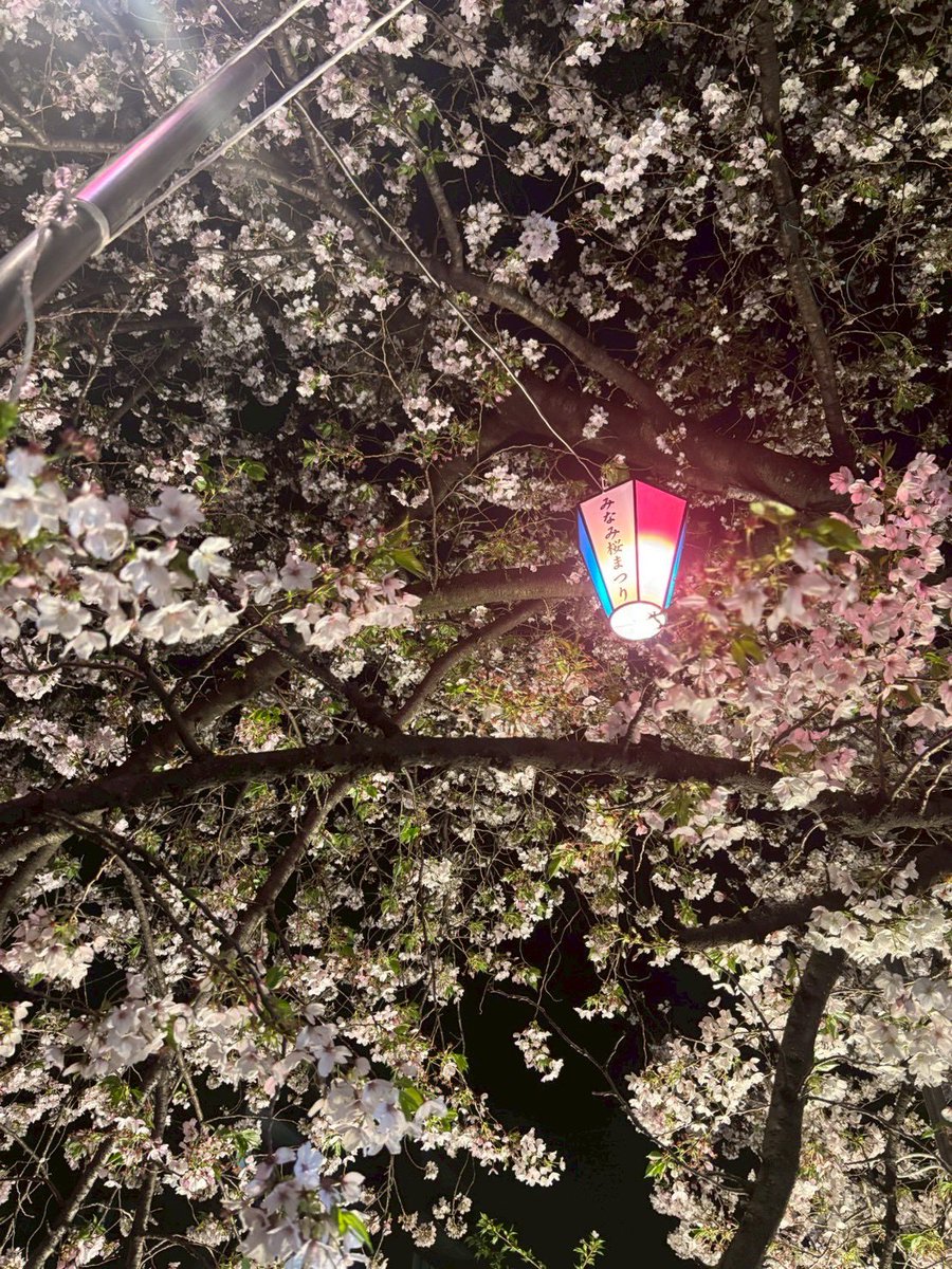suka13814's tweet photo. 大岡川で花見 https://t.co/herh4fr3G3