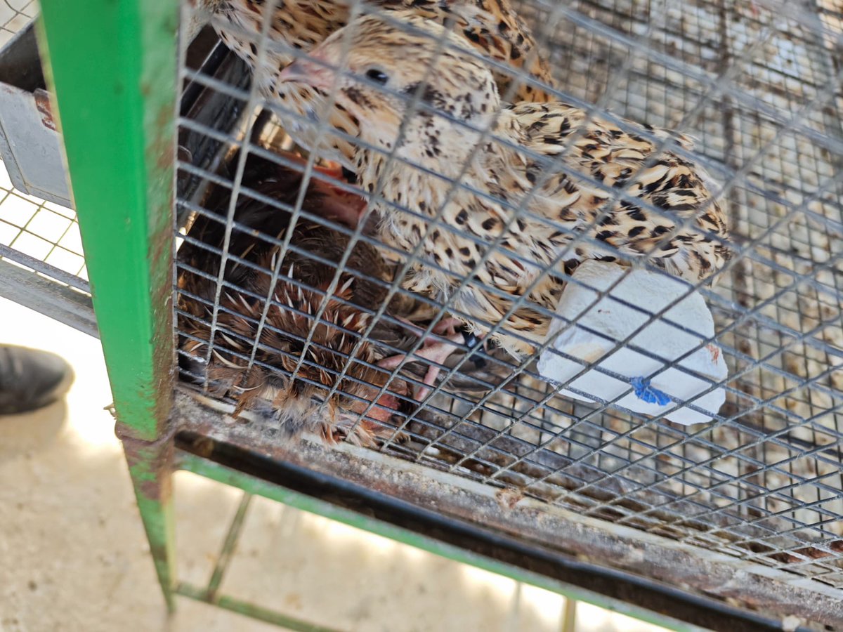RadioTGWTV's tweet photo. 🟠#BrevesTGW | Estudiantes de la Facultad de Veterinaria de la USAC señalaron que, debido a que no se les permitió ingresar a las instalaciones y proporcionar alimento, algunas codornices comenzaron a comerse entre ellas. https://t.co/9CIxOTK9Cq