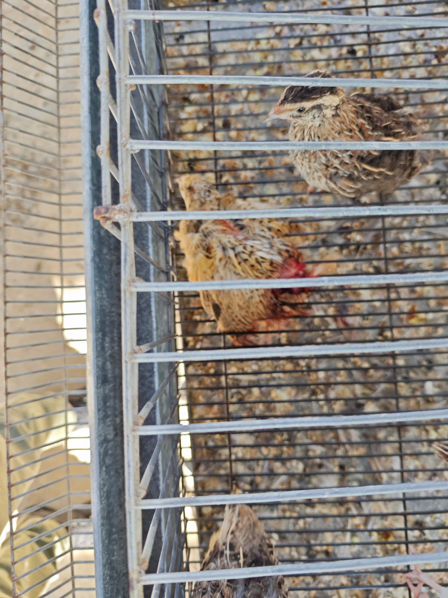 RadioTGWTV's tweet photo. 🟠#BrevesTGW | Estudiantes de la Facultad de Veterinaria de la USAC señalaron que, debido a que no se les permitió ingresar a las instalaciones y proporcionar alimento, algunas codornices comenzaron a comerse entre ellas. https://t.co/9CIxOTK9Cq