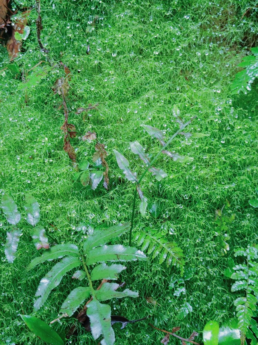 市川猿紫 tweet media