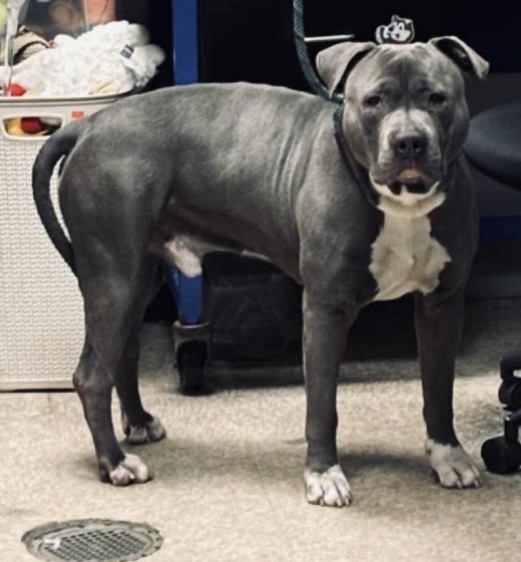 QuietSpirit 🐕 tweet media