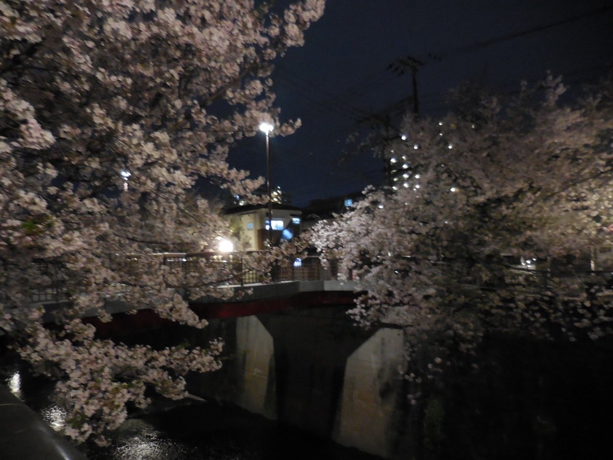 ran2044931's tweet photo. 夜桜散歩 #日常垢 https://t.co/H3rE4GtQjL