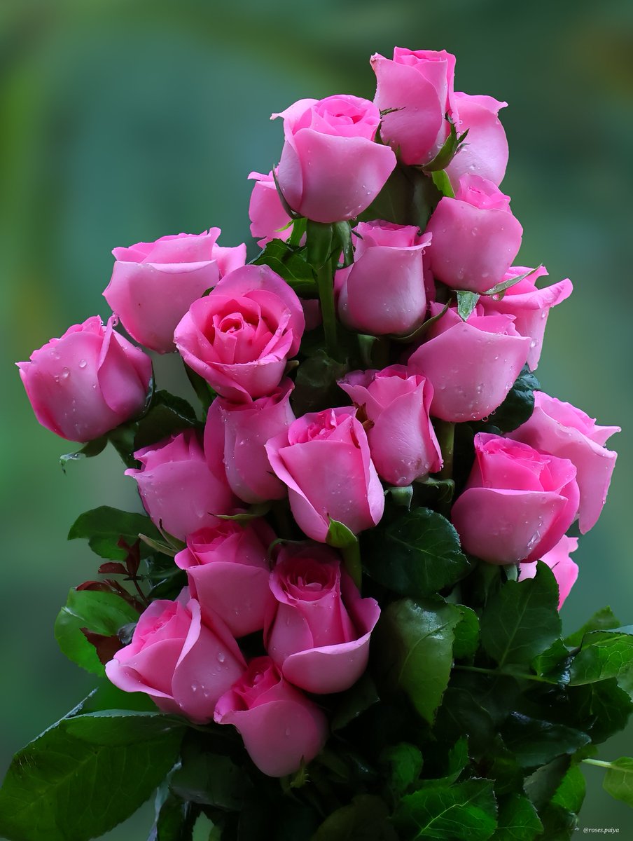 Roses (@rosesrojaa) / Posts / X