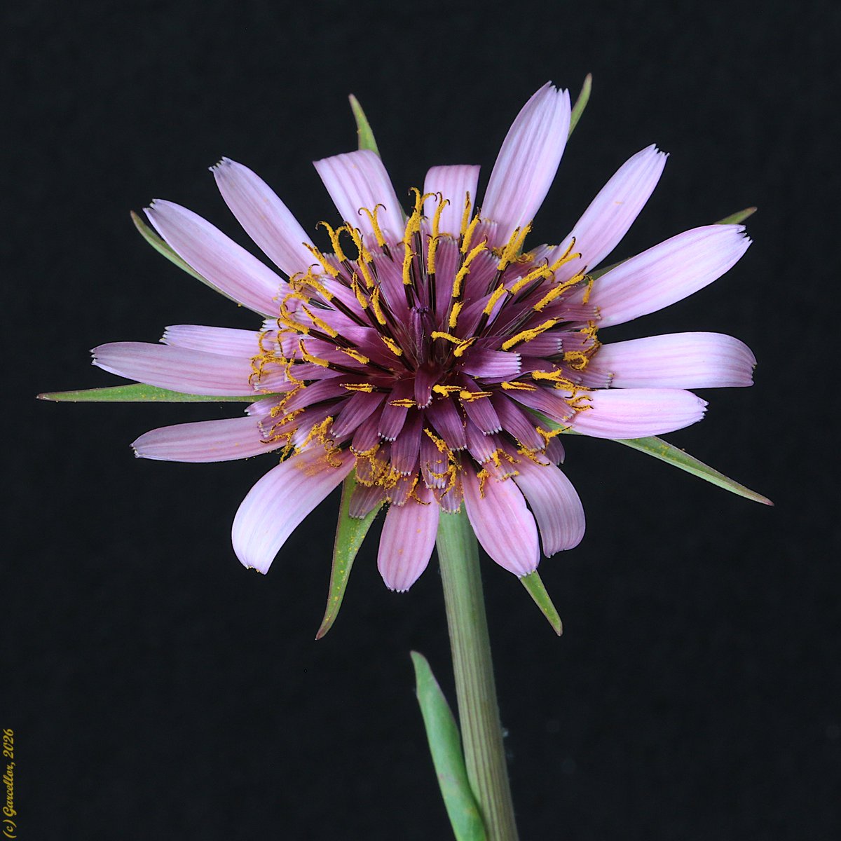 LorenzoGarciaCe's tweet image. (1/2) Tragopogon porrifolius - Salsifí, Barba cabruna. Madrid. Abril de 2026.

#garcellor #tragopogon #tragopogonporrifolius #nictinastia #floresdeprimavera #florademadrid