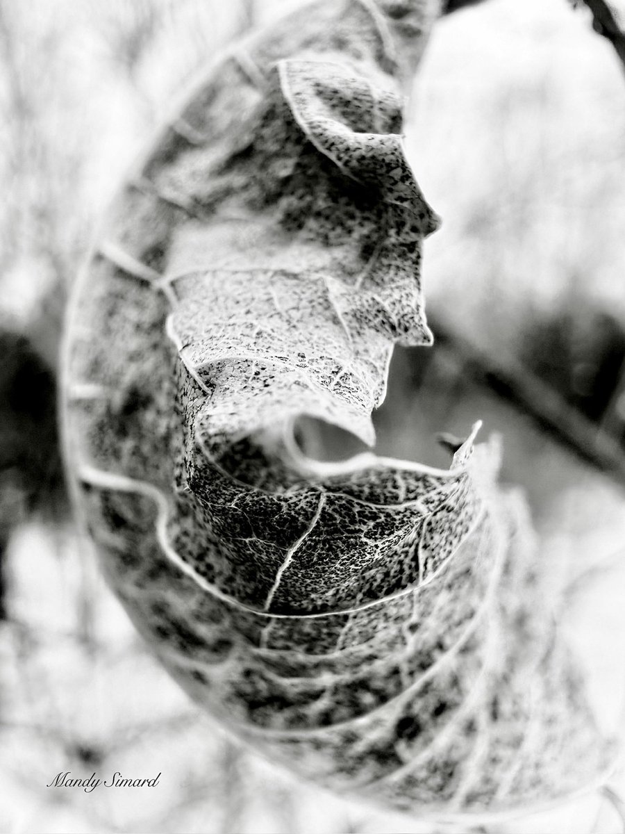 Mandy Simard tweet media