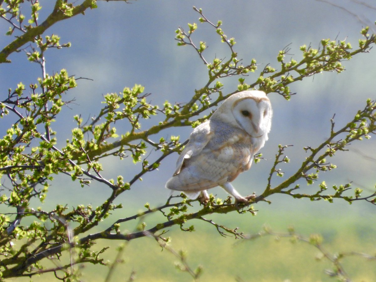 jamko69's tweet photo. A day @spurnbirdobs Spring vibes from Yellow wagtails at Kilnsea Wetlands and 4 Garganey at Long Bank Marsh. A lingering Fieldfare and 8 Pink-foots, a Merlin powered south. The Barn Owl was very obliging. https://t.co/YWXlR9YK5B