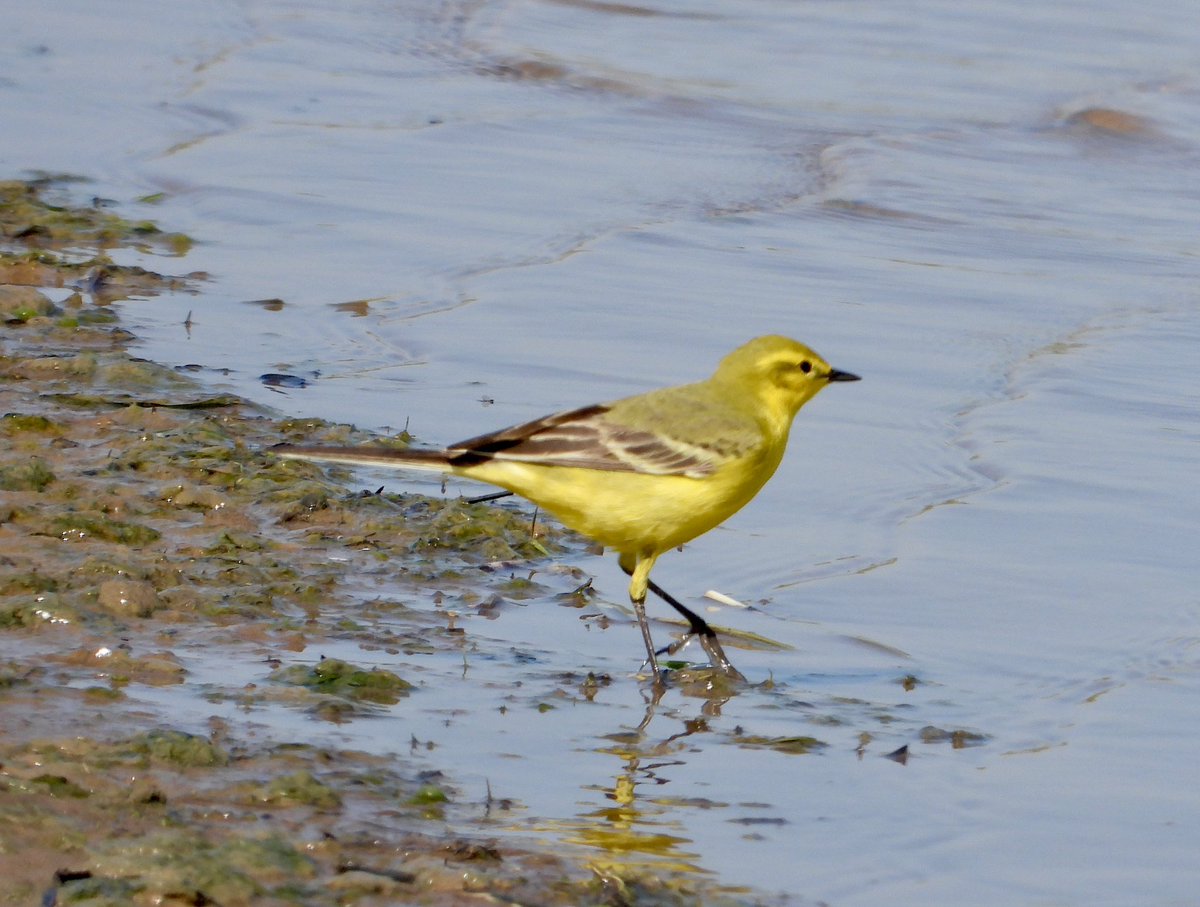 jamko69's tweet photo. A day @spurnbirdobs Spring vibes from Yellow wagtails at Kilnsea Wetlands and 4 Garganey at Long Bank Marsh. A lingering Fieldfare and 8 Pink-foots, a Merlin powered south. The Barn Owl was very obliging. https://t.co/YWXlR9YK5B