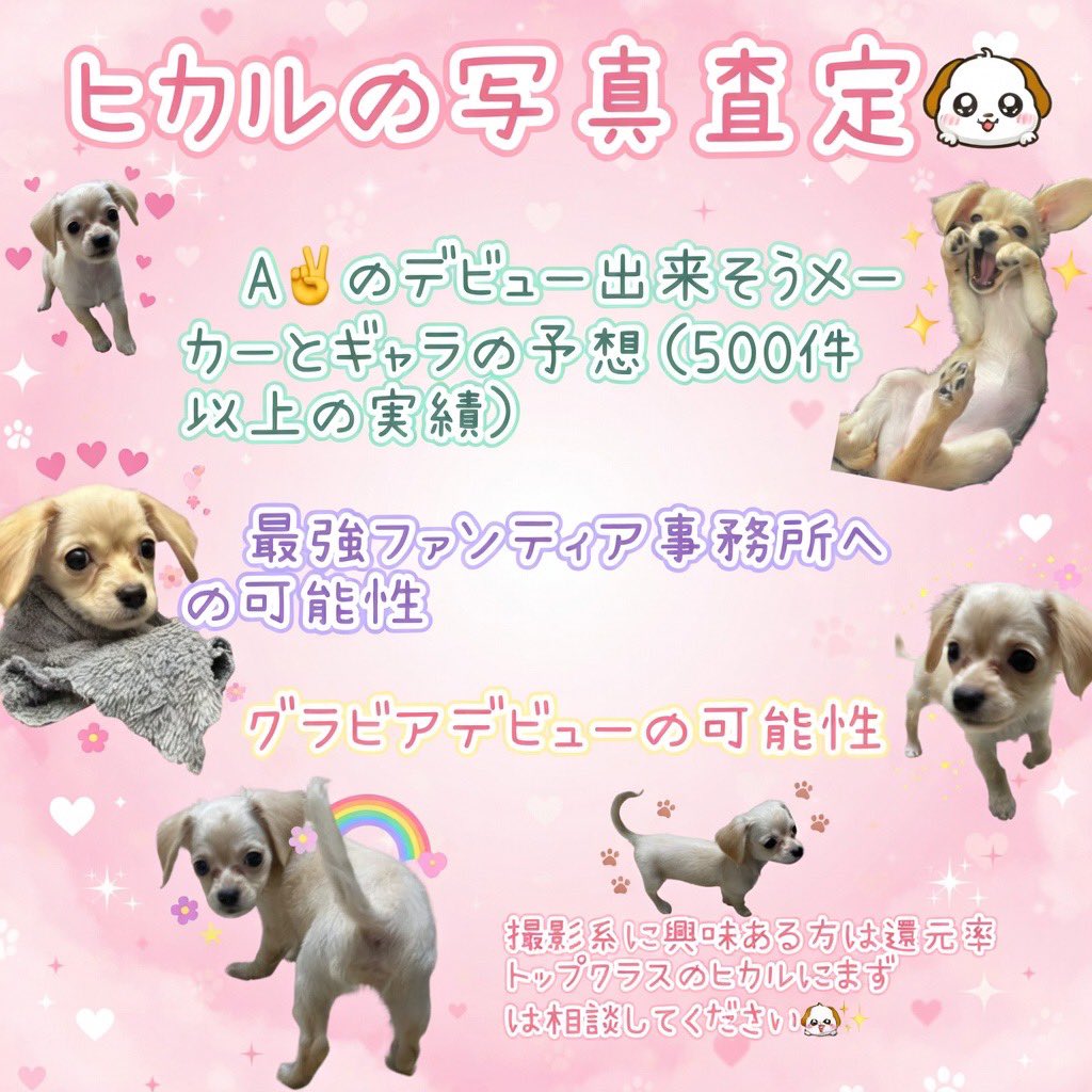 ヒカル（スカウト） tweet media