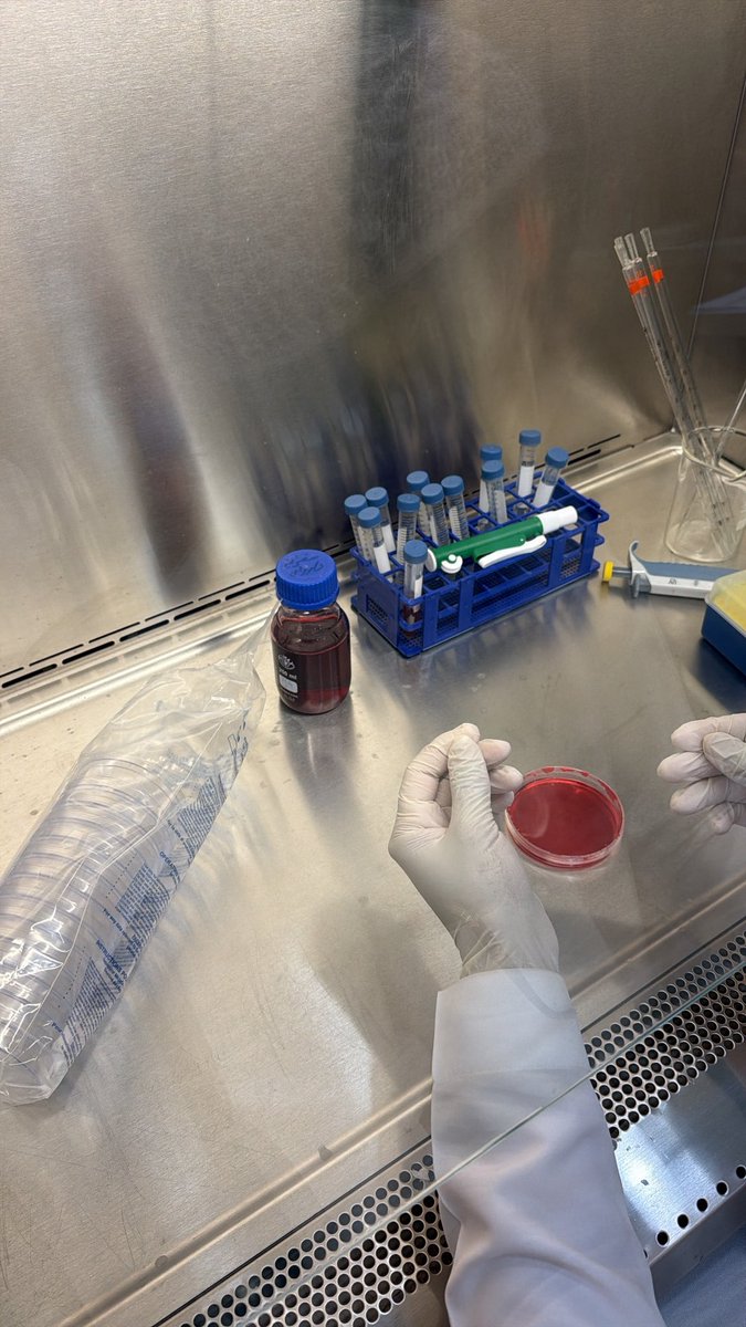 world1Bio's tweet photo. بفضل الله اختتمنا اليوم تدريب "Hela Cells: From Ethics to Practice". 🔬🧫
خالص الشكر والامتنان لـ د. أريج السلمي على الطرح السينمائي والتوجيه العملي في مختبرات قسم الأحياء ممتنين جداً لهذا الوقت والمعلومات الثرية. 🙏 
@AR_Alsolami https://t.co/ugK9edIop2