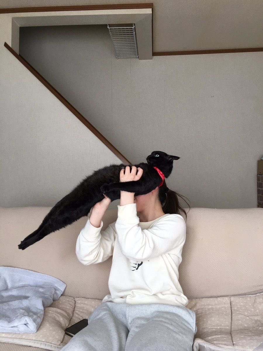 Black cats are not bad luck tweet media