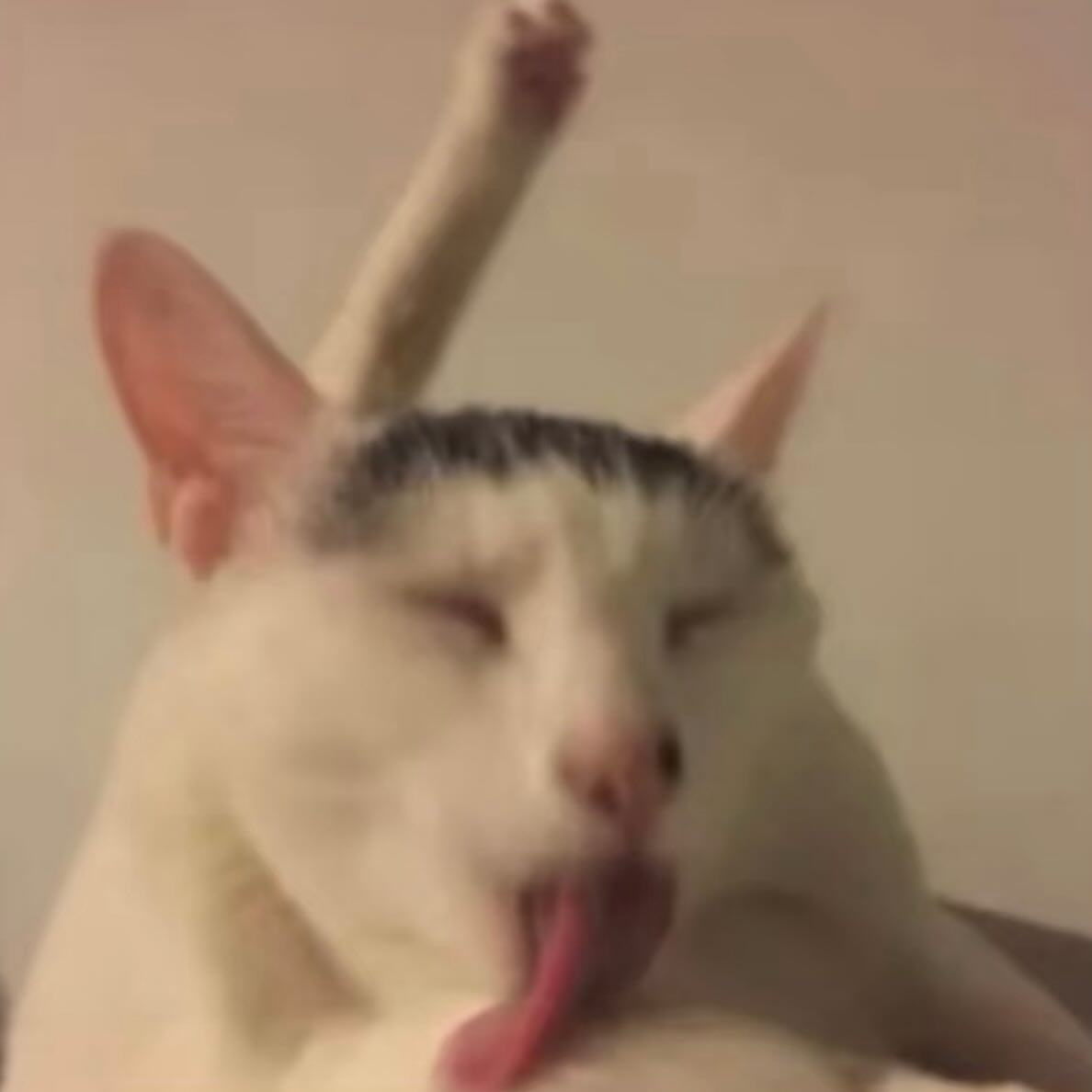 No Cats No Life (@nocatsnolife_m) on Twitter photo 