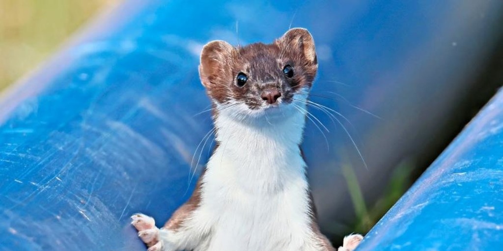 Passauer Neue Presse tweet media