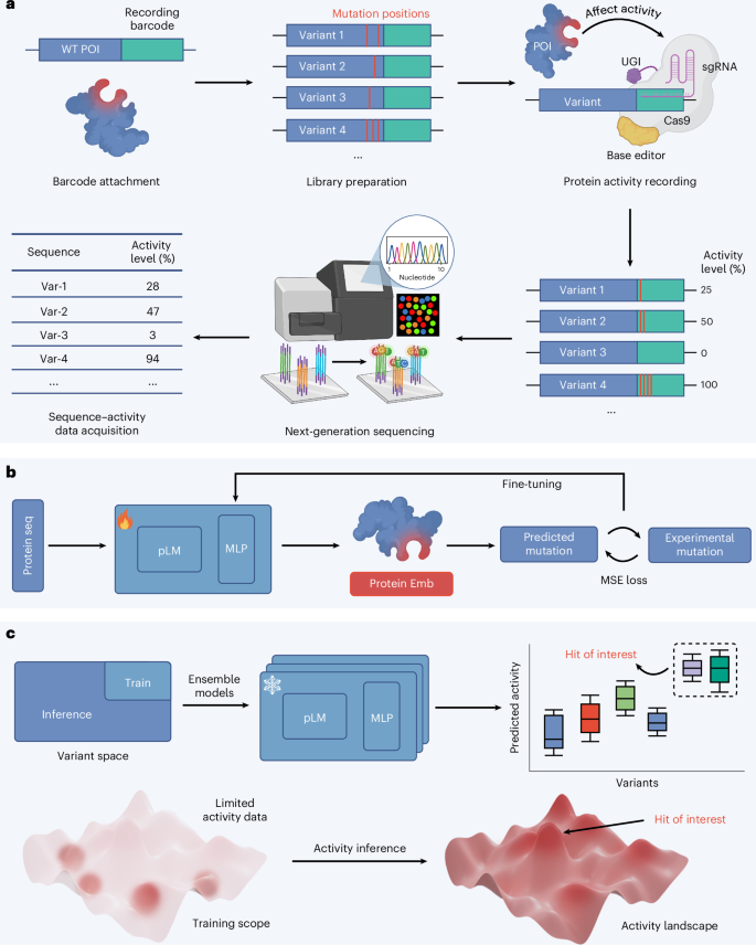 NatureBiotech's tweet image. Sequence Display enables large-scale sequence–activity datasets for rapid protein evolution go.nature.com/4siazyJ