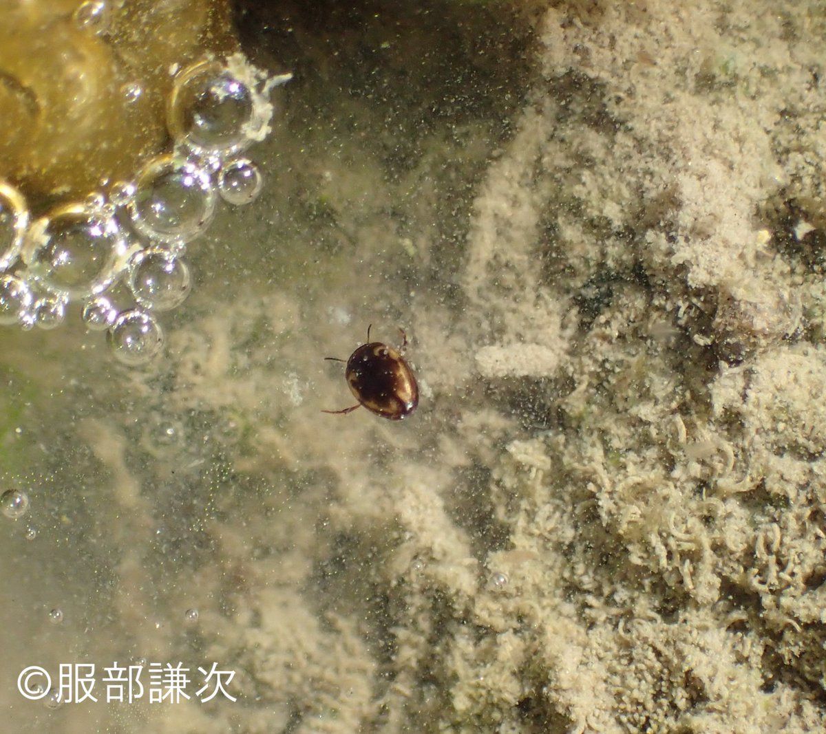 🐸#田んぼ #生きもの

生きもの調査は、まず畦にしゃがんで、田面をじっと見てもらいます。最初は何も見えませんが慣れてくると、水面を上下するごくごく小さな生きもの（チビゲンゴロウなど）が目に入ってきます。人は見ようとする意志が実はとても大事なんですね。

#食と農を未来へつなぐ #全農 #畦