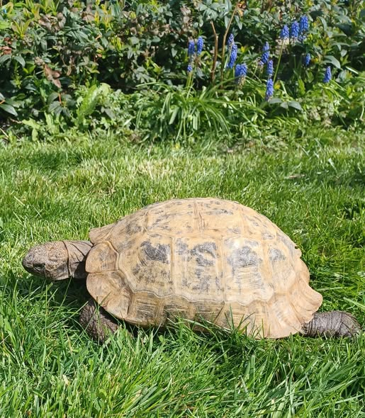 AlbertTortoise's tweet image. Heading for #shade. This is #ALBERTthetortoise reporting a wowzers hot day from nowhere. Suddenly 25c possibly. Epic patrol, Bath, good feed. Supervised HIM on #creative stuff and some #international #Press coverage. Hope the week is being nice. #TakeCare AlbertTortoise.com