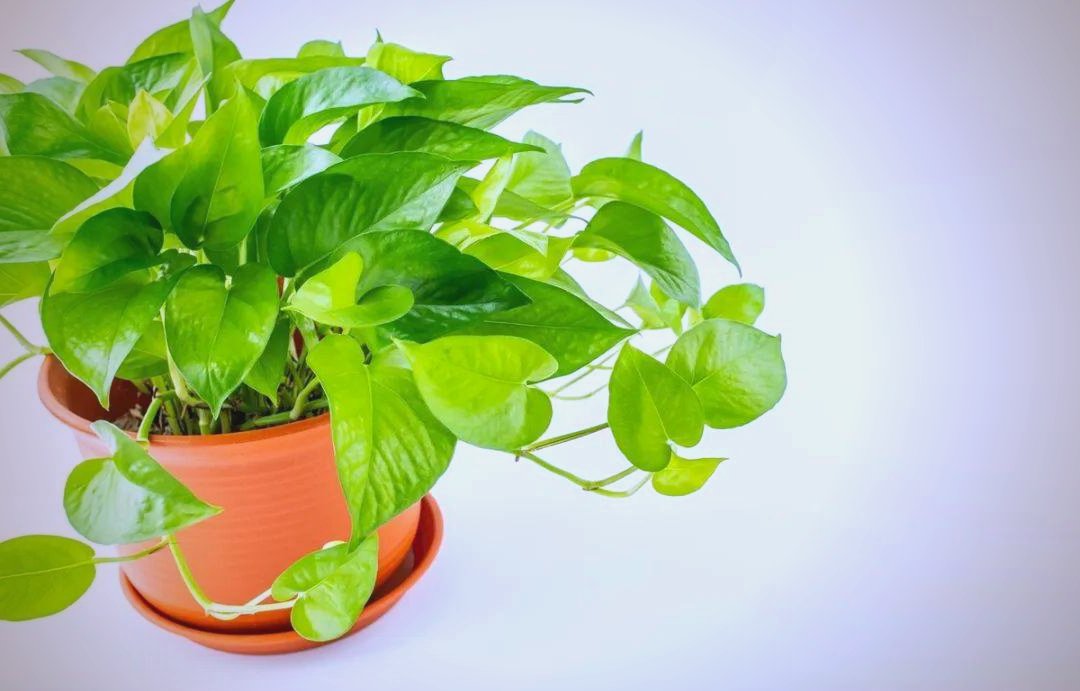 sarah caissy tweet media