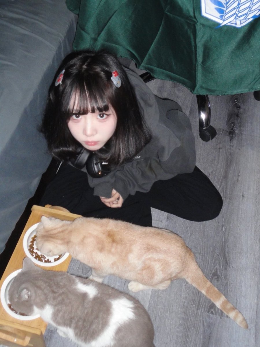 貓貓蟲~ tweet media