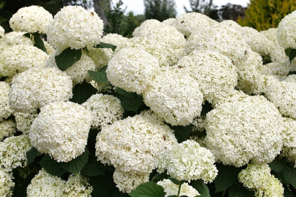 BloomingSecrets tweet media