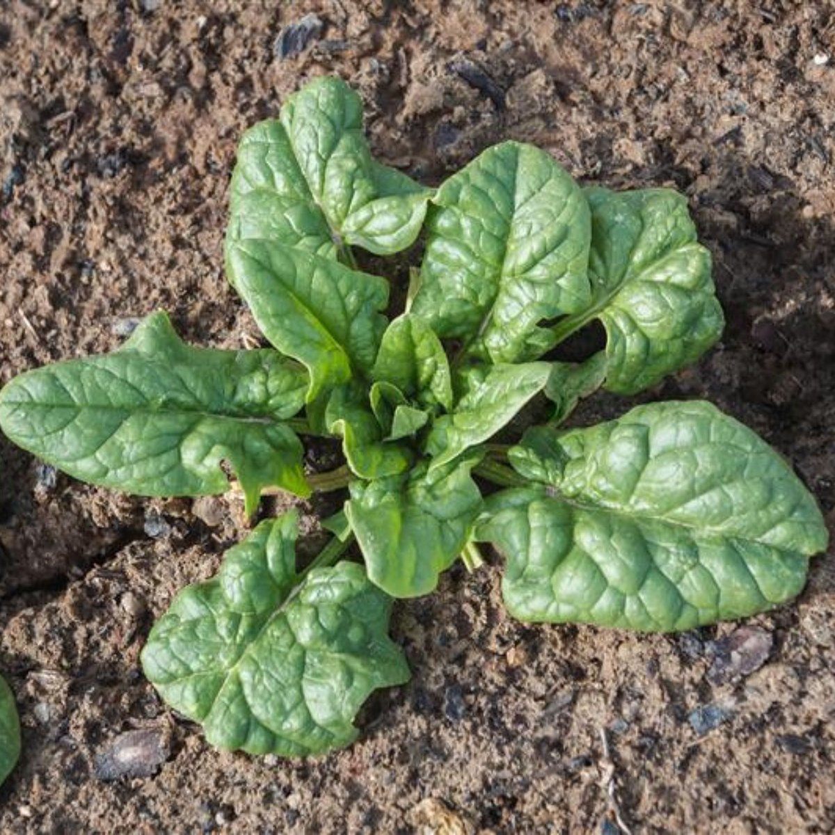 True Leaf Market tweet media