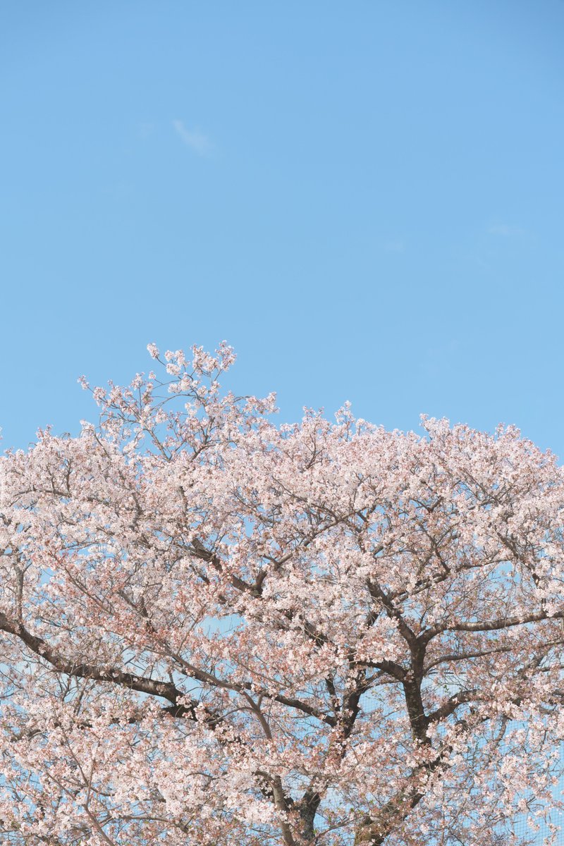 ToySoldier001's tweet photo. 入学式。
今までの賑やかさとは違う、少しだけ背筋が伸びるような新しい空気感。
今日からまた、新しい毎日の始まり。

保育園からの​親しい顔ぶれを見つけて、思わずホッとしたのは親の自分だったかもしれない。
みんな、それぞれの一歩を。頑張って欲しい。 https://t.co/TpPh9P3BBn