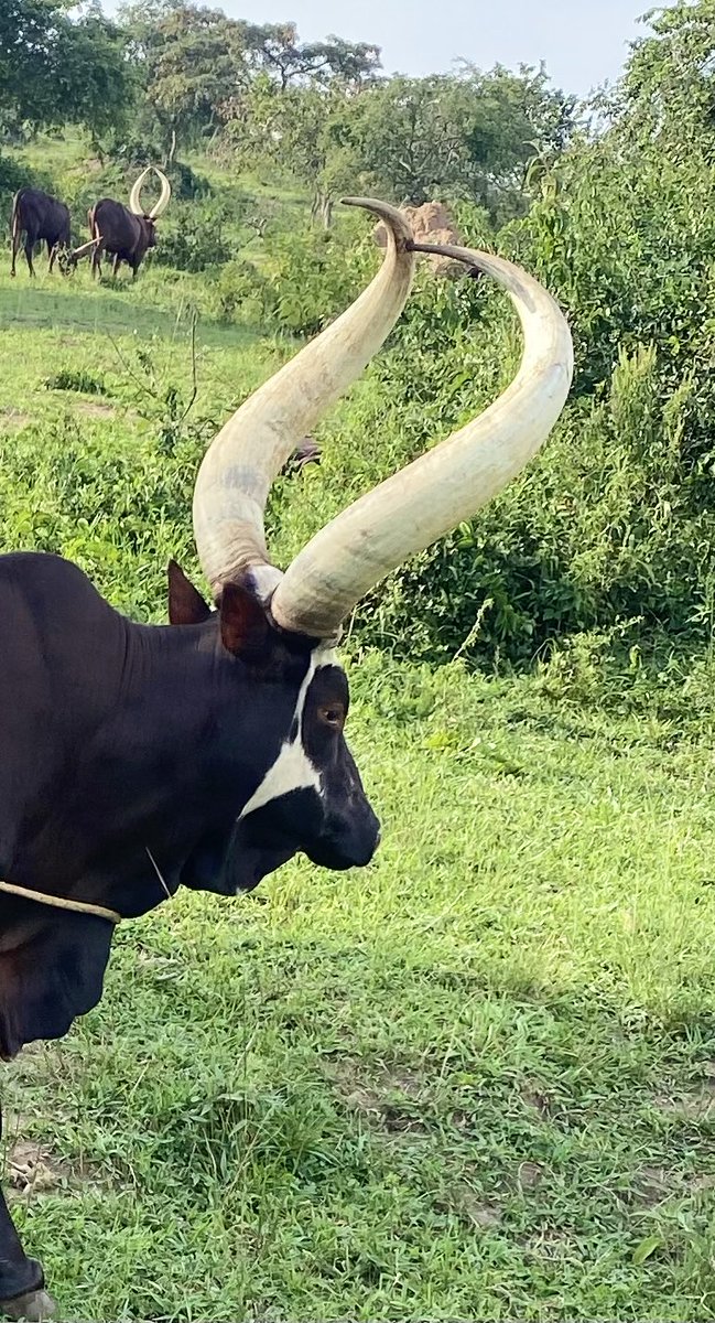 isaac omugina tweet media