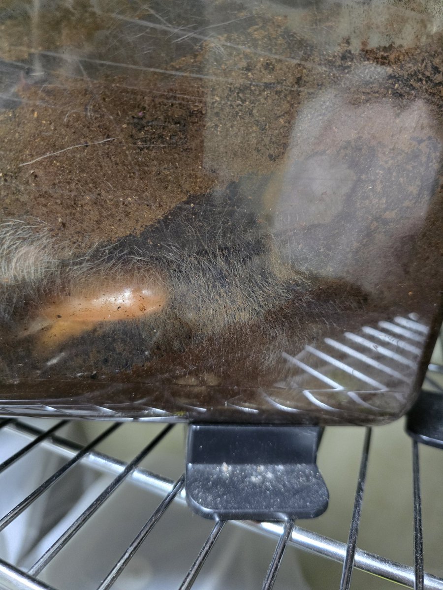 こーちゃん tweet media