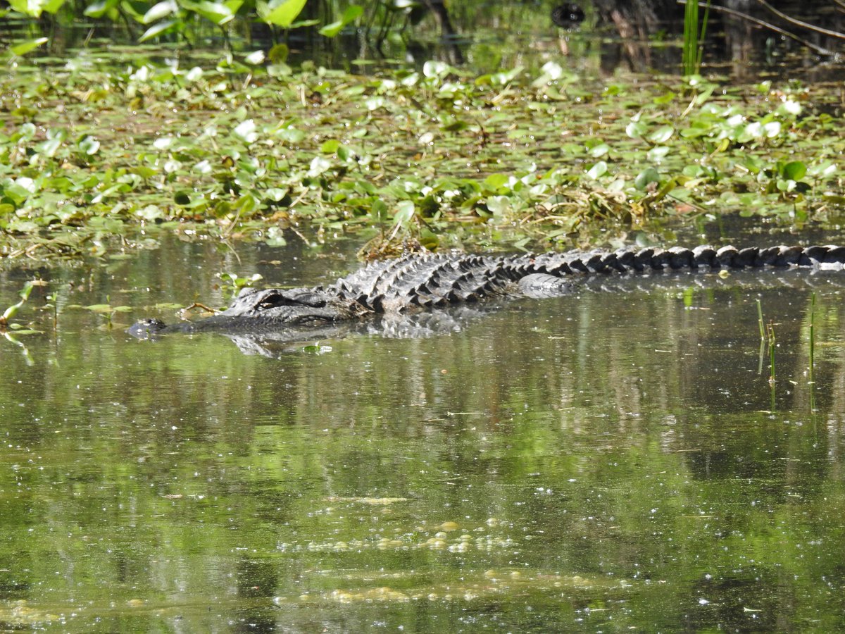 Huginn767's tweet image. It's all about REPTILES today!  Let's Go!  

Quote or drop one here 👇 

#reptiles #naturephotography