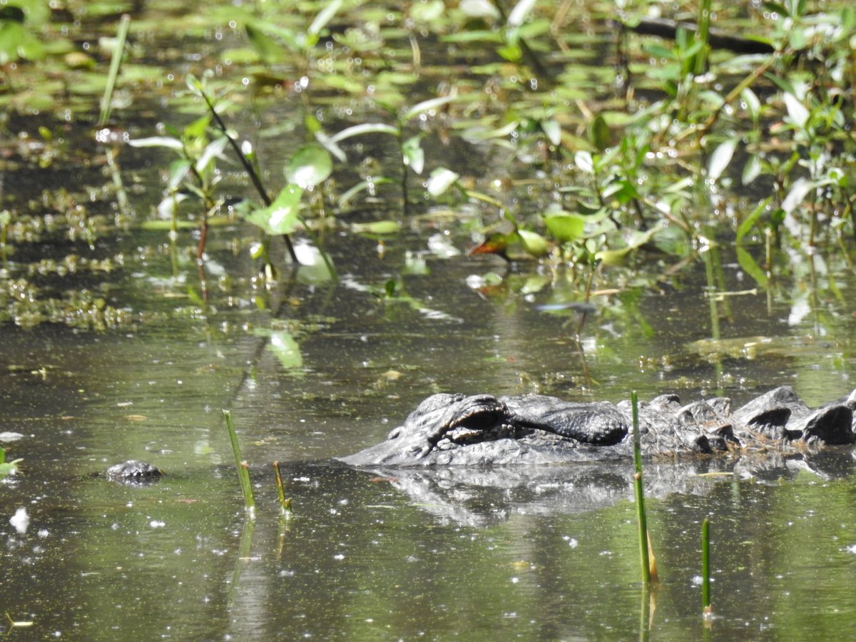 Huginn767's tweet image. It's all about REPTILES today!  Let's Go!  

Quote or drop one here 👇 

#reptiles #naturephotography