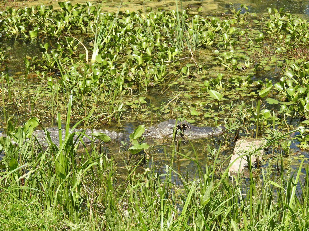 Huginn767's tweet image. It's all about REPTILES today!  Let's Go!  

Quote or drop one here 👇 

#reptiles #naturephotography