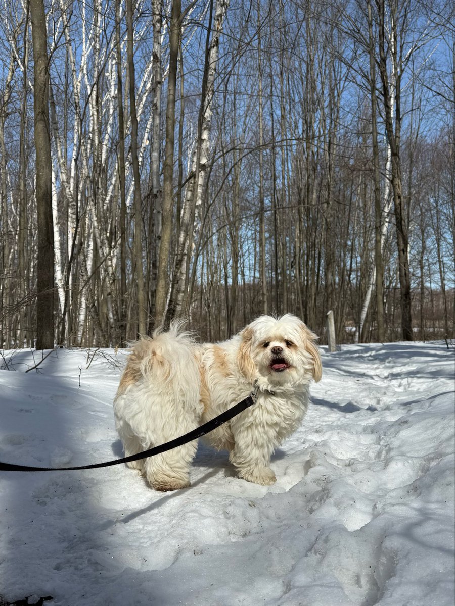 jtherapydog's tweet image. Smile! ☀️
#DogLovers