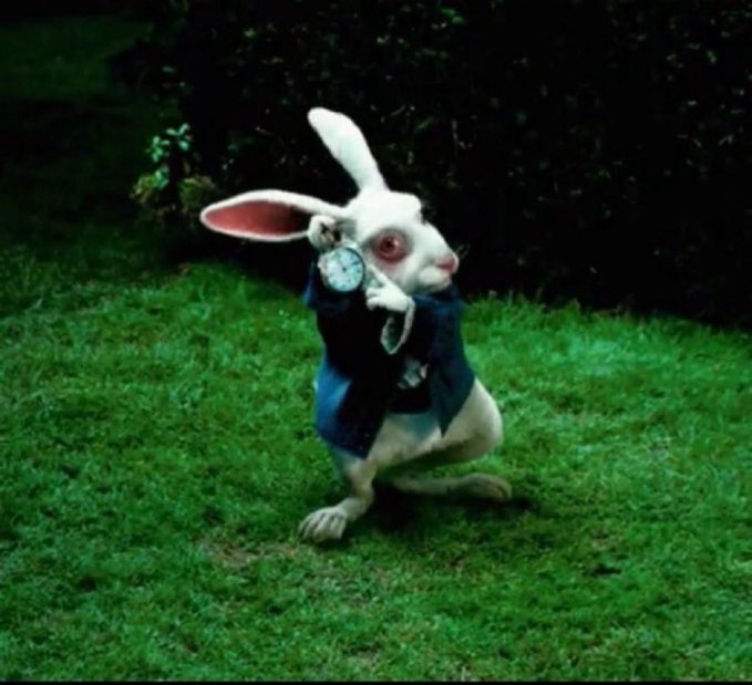 frodrigues051's tweet image. #Finchy