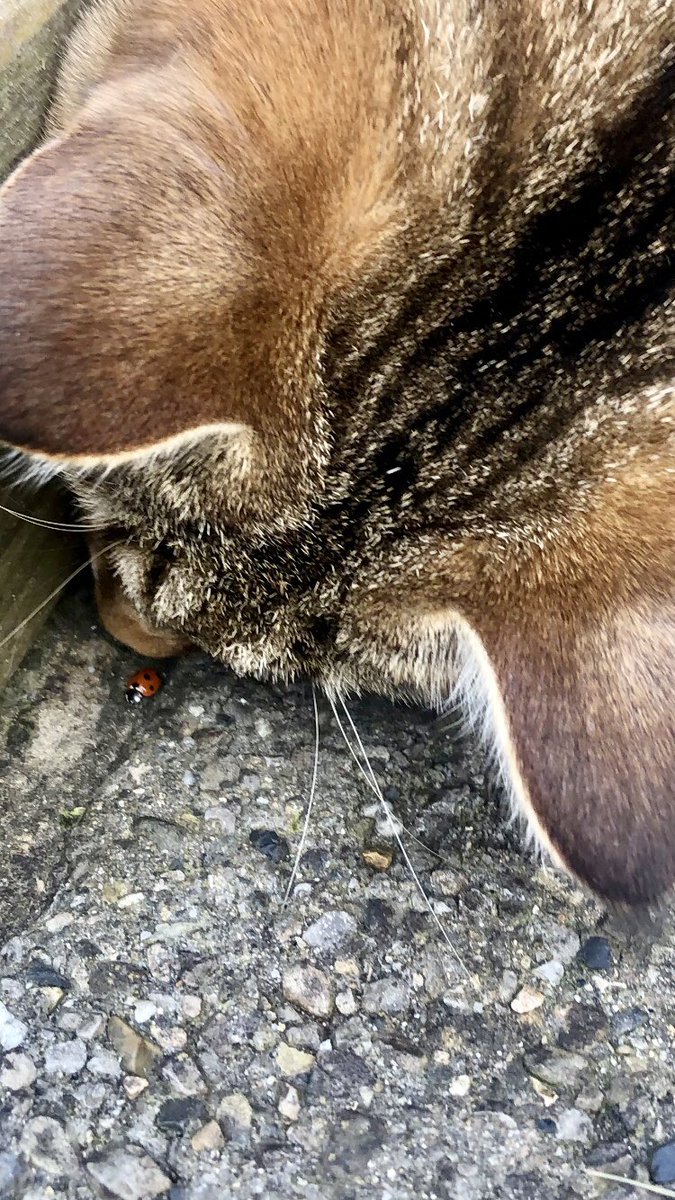 MishyMoo tweet media