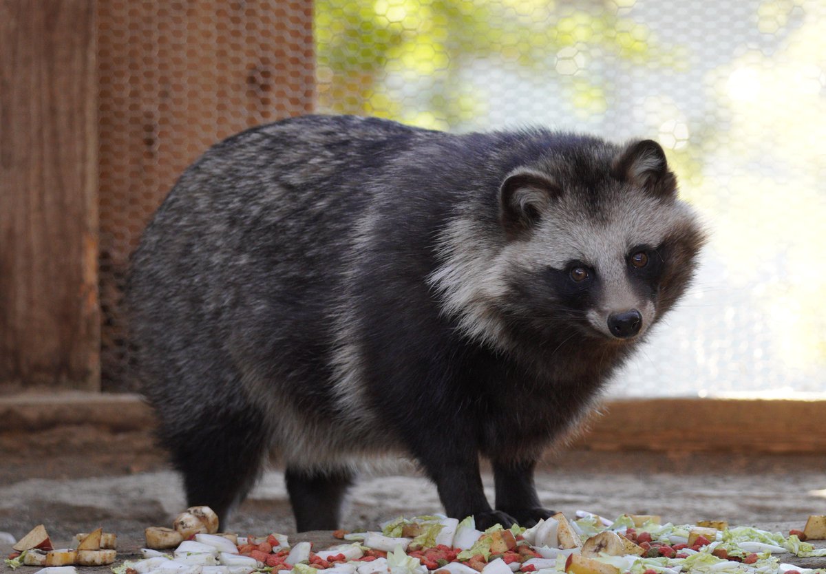 raccoon_d3's tweet photo. 食べものに囲まれ、ポーズ。

＃桐生が丘動物園
＃タヌキ https://t.co/gMcf6o3CAA