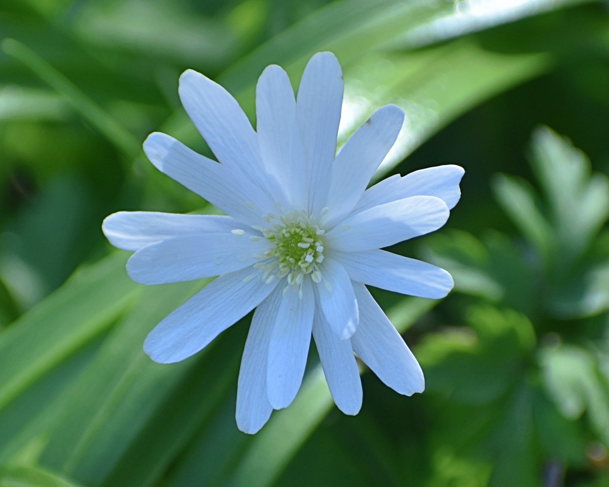 APietraszko1's tweet image. Czysta biel i wiosenna energia. 

#zawilec #wiosna #springvibes #naturephotography