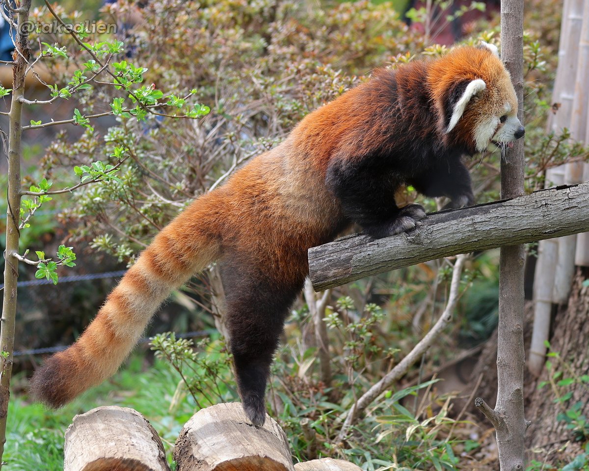 ソラちゃんの足がこんなに長いなんて #ソラ #レッサーパンダ #RedPanda