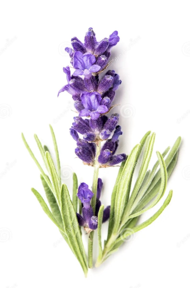 سعود العصيمي tweet media