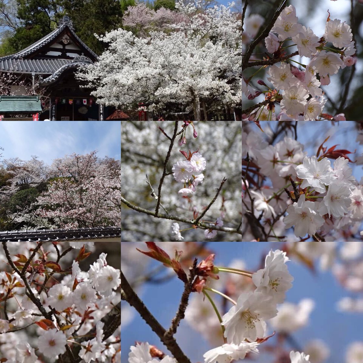 🍀Aaron🌸No DM☘️🌸 promenade tweet media