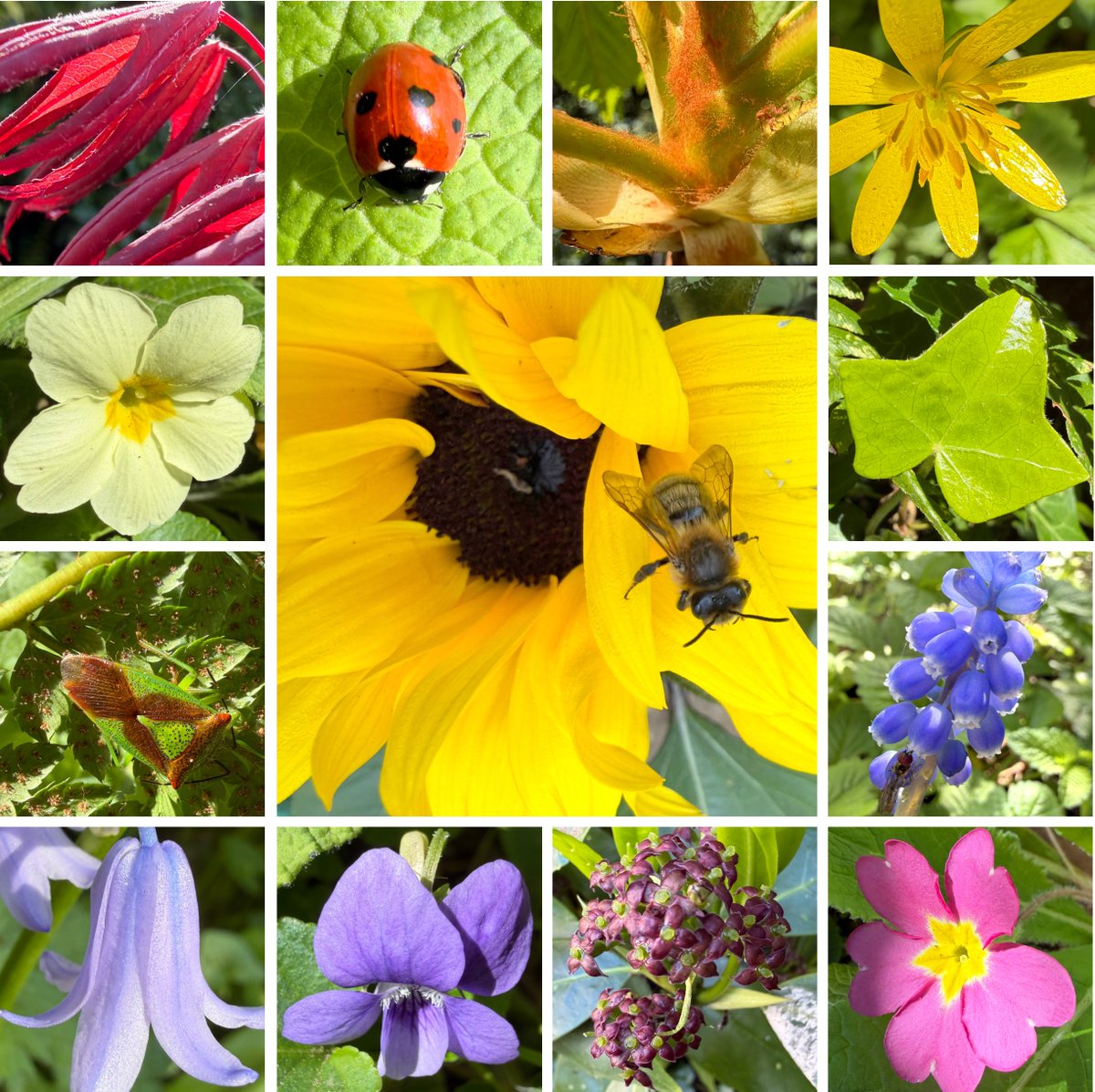 RawlinsonJulia's tweet photo. 🌈 An April nature rainbow from my garden – this time with minibeasts! I found the glorious green shield bug amongst the ferns, a bee landed on a yellow sunflower, a ladybird gleamed in a sunbeam and I was off looking for colours #NatureRainbow #ColoursOfNature #NaturePhotography https://t.co/L0QMoEUpre