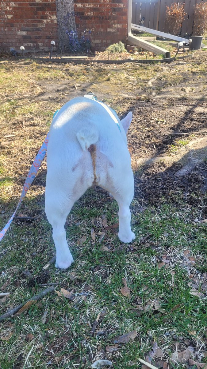 CumminsChanning's tweet image. Listen to me....

You HAVE NOT lived a meaningful life until your dog sh!+s liquid throughout an entire subdivision. Literally every 2 houses. MAN, what a rush! 😏

And then the cleanup is a blast too! 🤗

#FrenchieLife