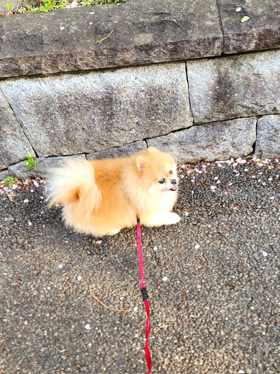 ニナが楽しそうに歩いてる姿 顔が見えない後ろ姿でも可愛くて愛しくなります☺️ https://t.co/cO258X6jQb