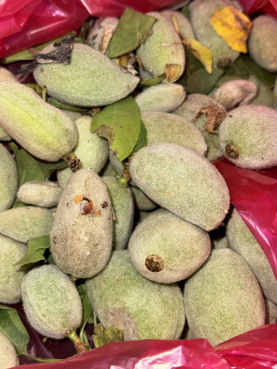 Emîn Qoserî tweet media