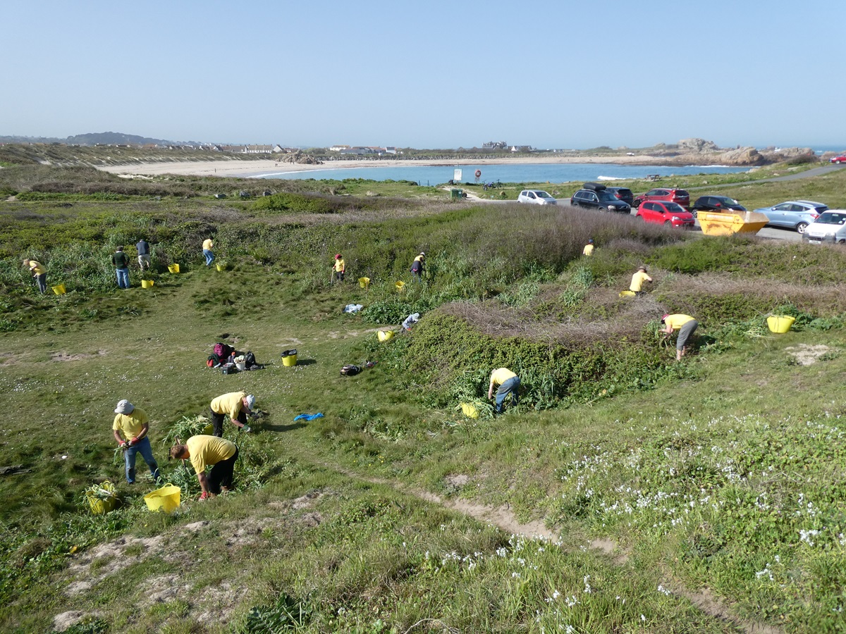Guernsey Conservation Volunteers tweet media