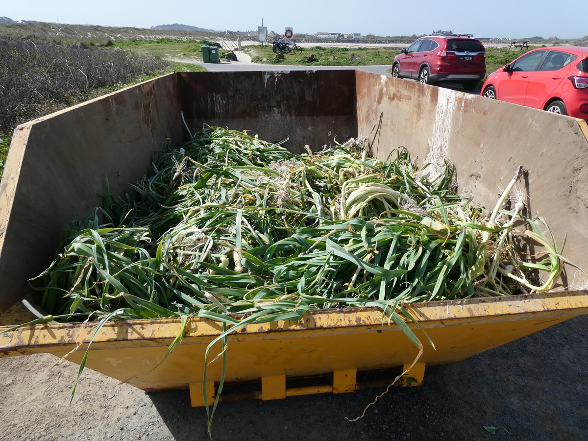 Guernsey Conservation Volunteers tweet media