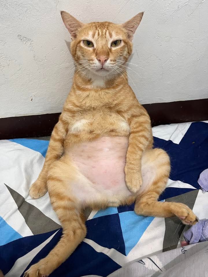 Isabella tweet media