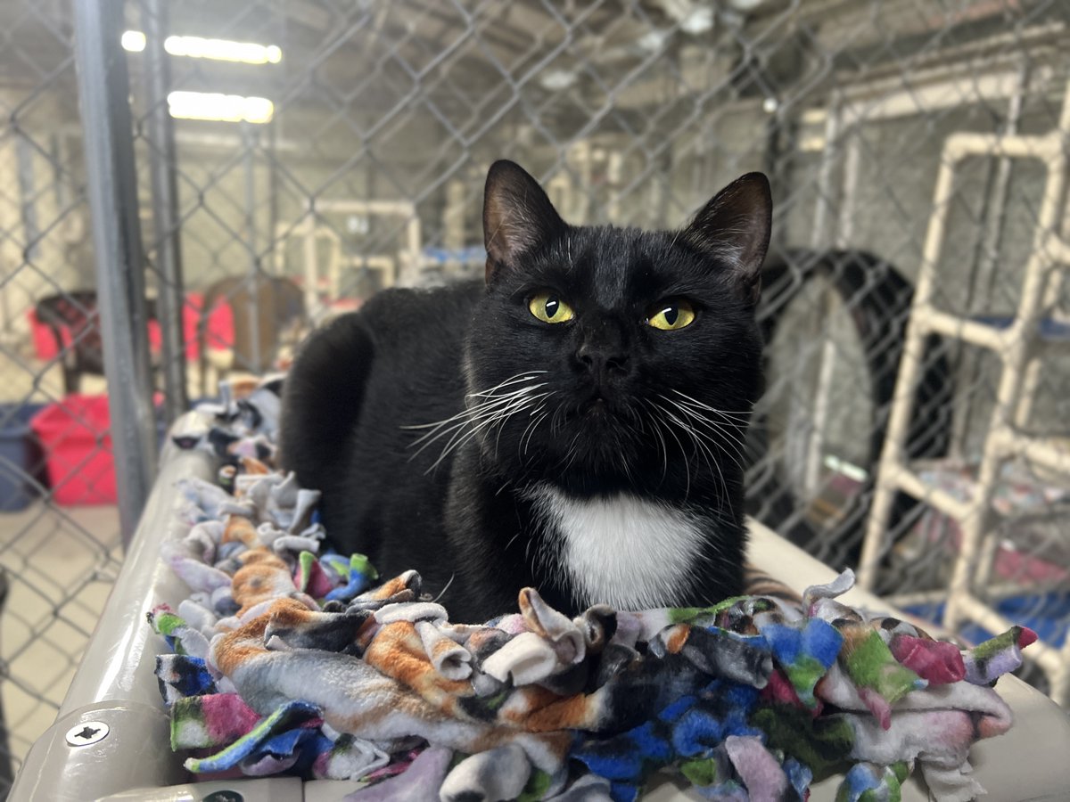 Blind Cat Rescue tweet media