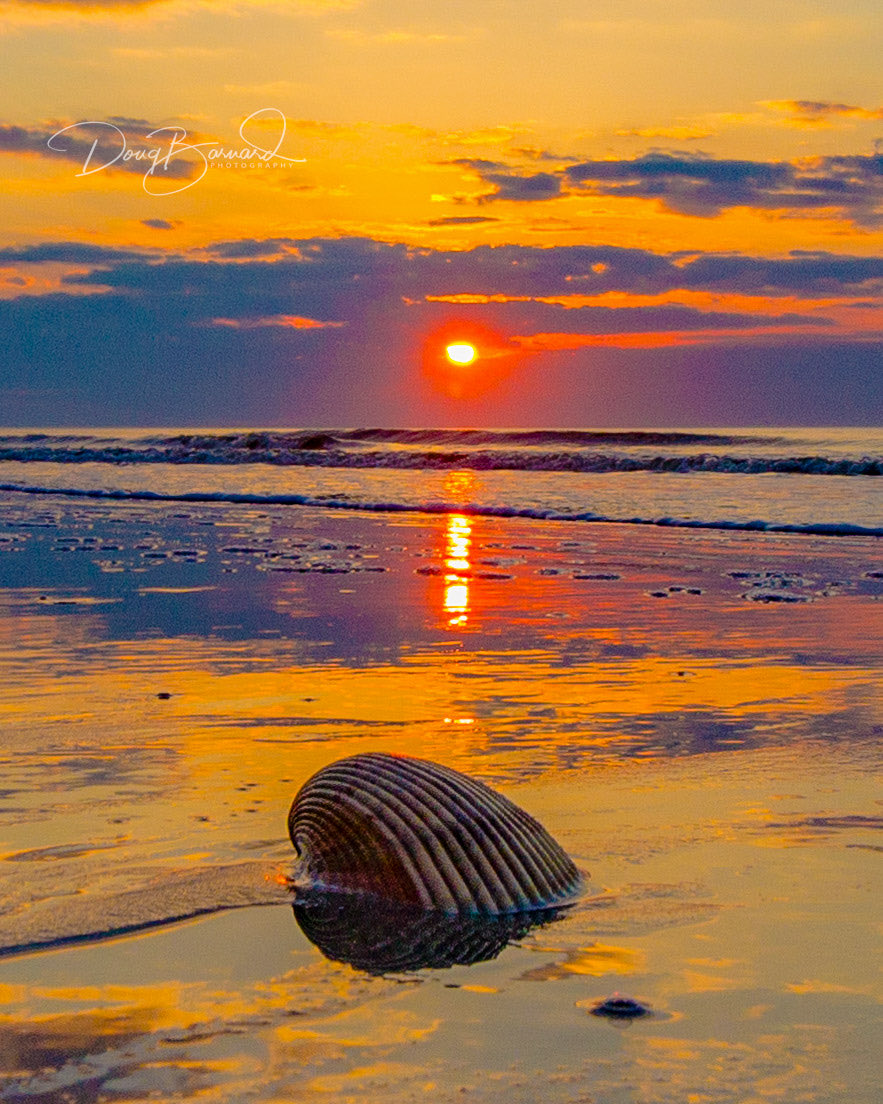 DougBarnardPics's tweet photo. Sunrise, sand, and seashells in the surf on Isle of Palms, SC

Shop more Charleston artwork on my website
https://t.co/yyLotzV0nW https://t.co/8fQDUe4oIr