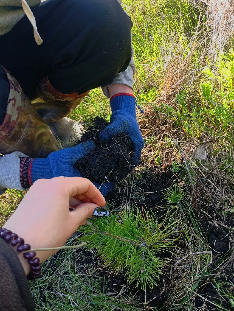 gen_ukraine's tweet photo. 40 Pine Trees Planted: Growing a Living Space Together

50 km from the frontline, Kharkiv region
ecovillage “Happy People”

We planted 40 pine trees 🌲
This took place as part of our annual spring tree planting campaign across ecovillages — a coordinated effort within the GEN Ukraine network where communities restore land and plant trees together.

No big campaign on the ground, no complex setup — we simply came together and did it. With our own hands and with a shared understanding that this matters.

Each tree here is not just about planting.
It is about shaping a place that will continue to live, grow, and evolve together with us.

This work is connected to the development of the Happy People Kindergarten — a space where we are building a living environment for children, adults, and the wider community.

Step by step, this territory is becoming something more:
– a forest garden
– a place for restoration and resilience
– a future permaculture learning center
We also documented this activity on the @SilviProtocol  platform — as part of our effort to move toward verification and digital recognition of ecological actions.

We are not rushing.
But we are moving forward — consistently.

Creating a space where people can live, breathe, and simply be.
And these 40 pine trees are already part of that future 🌿
#regeneration #ecovillages #permaculture #climateaction #ukraine #community #silvi #refi #naturebasedsolutions