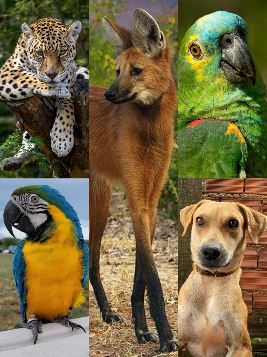 Viviane Fernandes ཐི༏ཋྀ tweet media