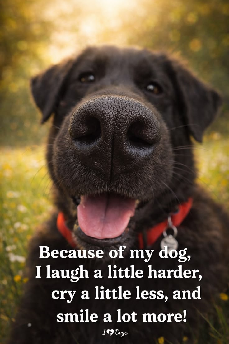 Dog Lovers tweet media